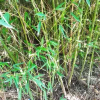 فروش بامبو|گل و گیاه طبیعی|شلمان, |دیوار