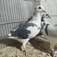 کفتر پلاکی مسافتی