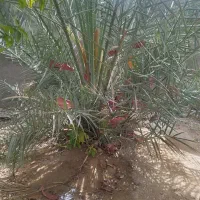 نخل گنتار مح خلیلی