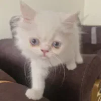 بچه گربه ۸۰ روزه پرشین هیمالین چشم ابی