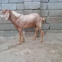 فروش چند تا نری ...