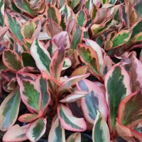 قاشقی لب ماتیکی