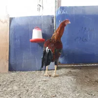 تخم نطفه دار لاری و برهما لایت. تعداد محدود|حیوانات مزرعه|سبزوار, امیر کبیر|دیوار