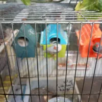 فنج جنس عالی|پرنده|قم, زنبیل آباد|دیوار