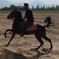 اسب کرد