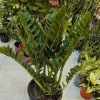 گل سوپرلوکس آپارتمانی زاموفیلیاویوکاو پتوس