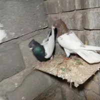 در کوشک بیدک|حیوانات|شیراز, کوشک بیدک|دیوار