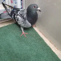 کفتر|پرنده|اردکان, |دیوار