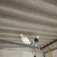 کفتر یا کبوتر