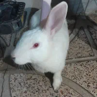 فروش خرگوش