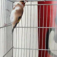 سهره ۴گل|پرنده|شیراز, مسلم|دیوار