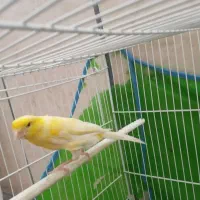 پرنده قناری رسمی نرن مست خون
