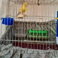 قناری رسمی معمولی قواره دار،قرص ،دیوانه کننده|پرنده|شهریار, شهریار|دیوار