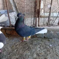 طوقی دم سفید فروشی