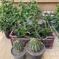 گل آپارتمانی|گل و گیاه طبیعی|تربتحیدریه, قائم|دیوار