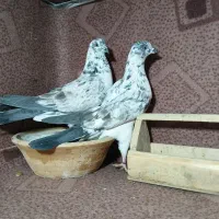 چند عدد کبوتر شیرنگ گمشده