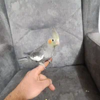 جوجه عروس هلندی