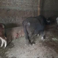 گاومیش شیری