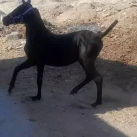کره سام ماده مشکی فروش فروری