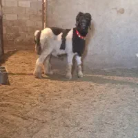 ۱راس بره نر تخمی روزگاری|حیوانات مزرعه|مرودشت, تخت جمشید|دیوار