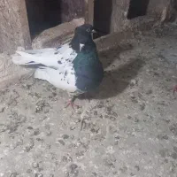 کبوتر نر و ماده کله سیاه|پرنده|اشترینان, |دیوار