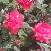 جویای کار فروشگاهی ،سوپر مارکت برای خود آقا هستم