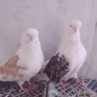 نوک قنار دوکت وشازده