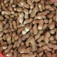 بادام زمینی