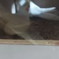 یه جفت عروس هلندی بالغ در حال تخم گذاری