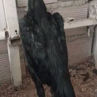 لاری اوشامو