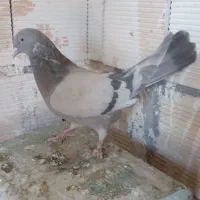 ماده نقره ای و قارایی|پرنده|سامان, |دیوار