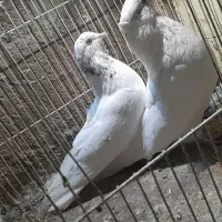 تعدادی کبوتر