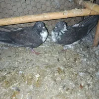 کبوتر تهرانی