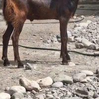 یک عدد بز نر