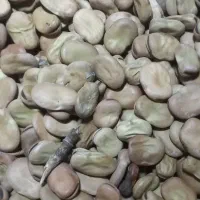 بذر باقلا هیستال نمونه.هشت بند..