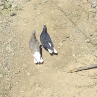 کفتر|پرنده|کنگاور, |دیوار