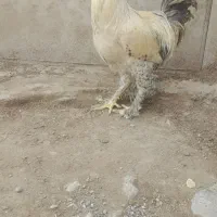 خروس نژاد برهما|حیوانات مزرعه|دوگنبدان, |دیوار