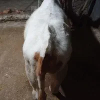 گوساله