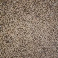 گندم|خوردنی و آشامیدنی|گنبد کاووس, |دیوار