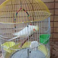 عروس هلندی|پرنده|تهران, گلاب دره|دیوار