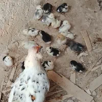 سه عدد مرغ کرک با ۶۰عدد جوجه گلین وپاکوتاه