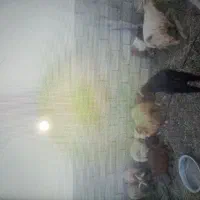 کره نر|حیوانات مزرعه|نرماشیر, |دیوار