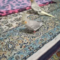 دوعدد عروس هلندی