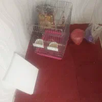 قفس ۱۰۳۱
