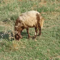 کاور ماده