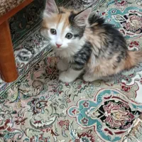 واگذاری بچه گربه ماده|گربه|تهران, والفجر (افسریه)|دیوار