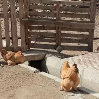 مرغ برهما|حیوانات مزرعه|دهدشت, |دیوار