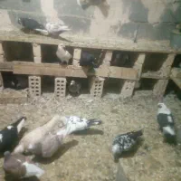 کبوتر|پرنده|چناران, |دیوار
