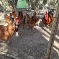 مرغ وخروس وجوجه|حیوانات مزرعه|هیدوچ, |دیوار