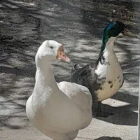 قوغازواردک